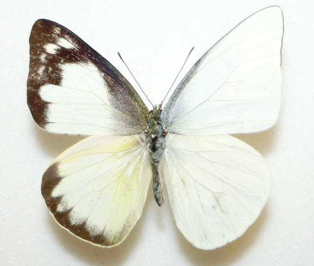 Appias albina semperi (gynandromorph, philippines) (Internet Image property of respective owner, non-commercial use only)